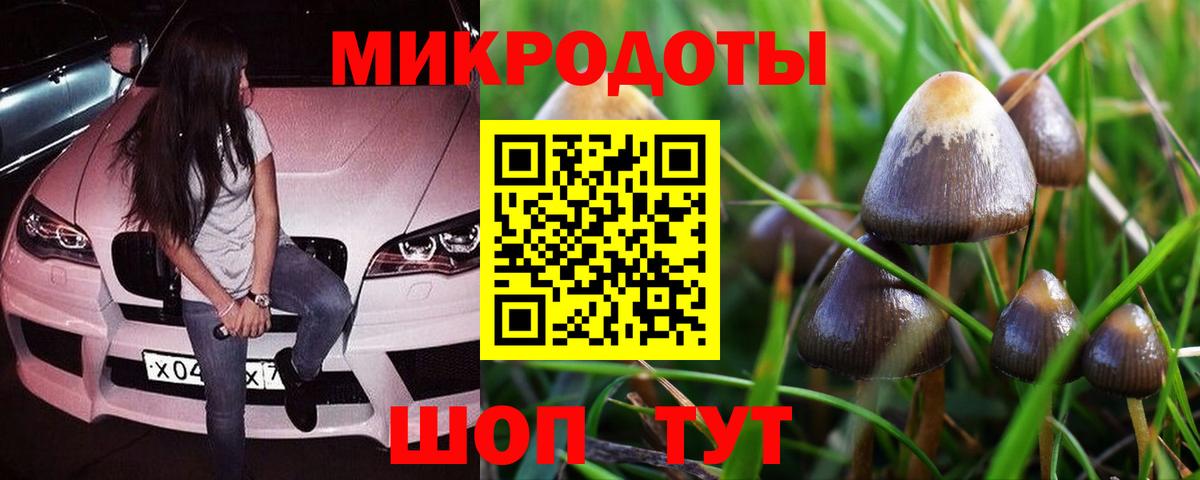 Псилоцибиновые грибы Psilocybe Строитель